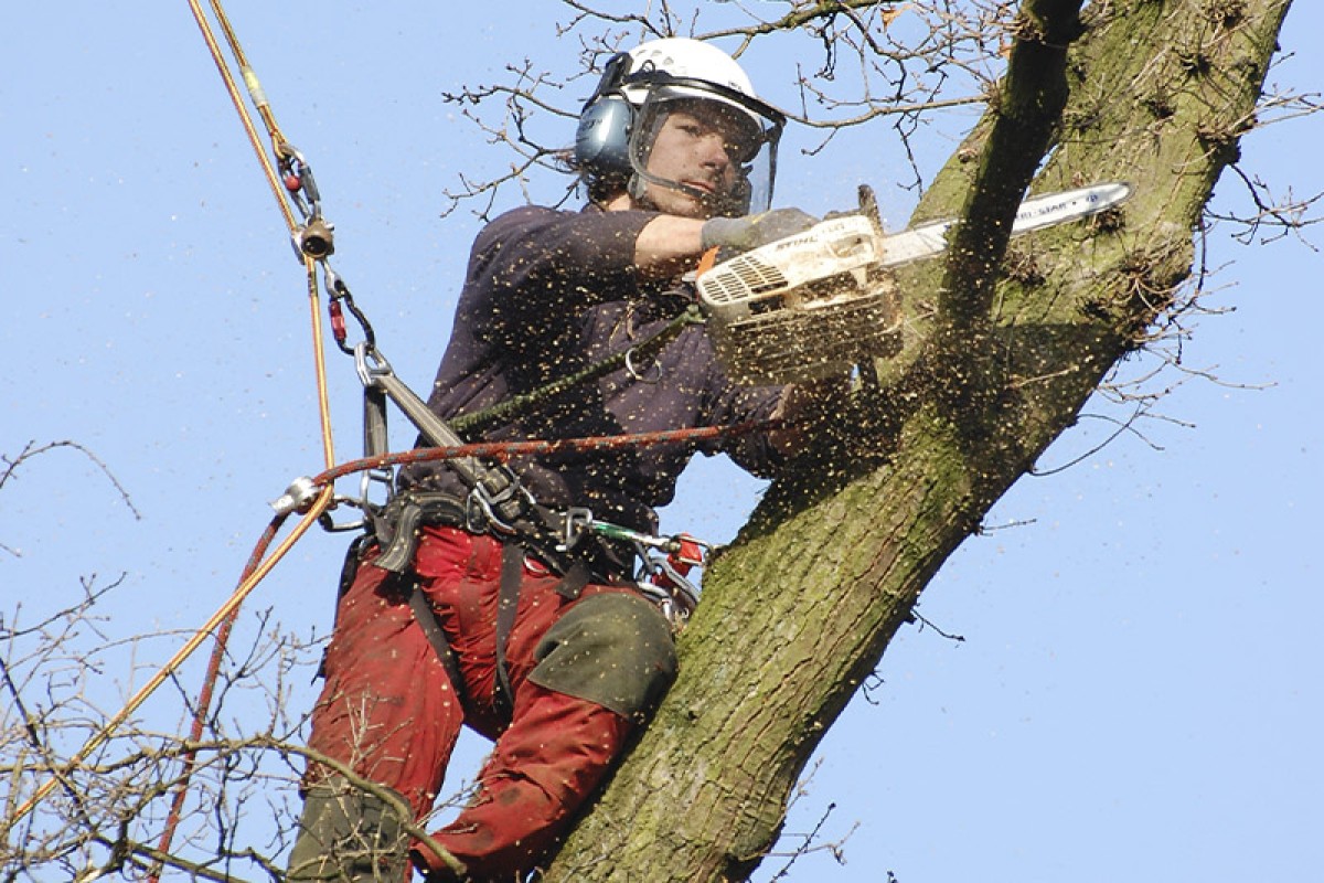 Tree Trimming