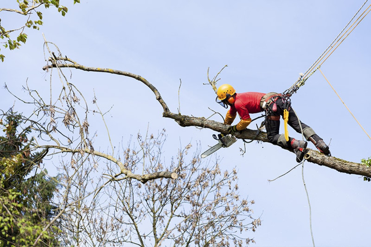 Tree Trimmer