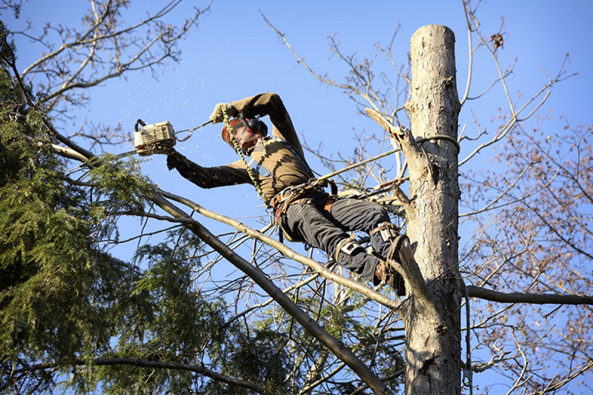 Tree Removal