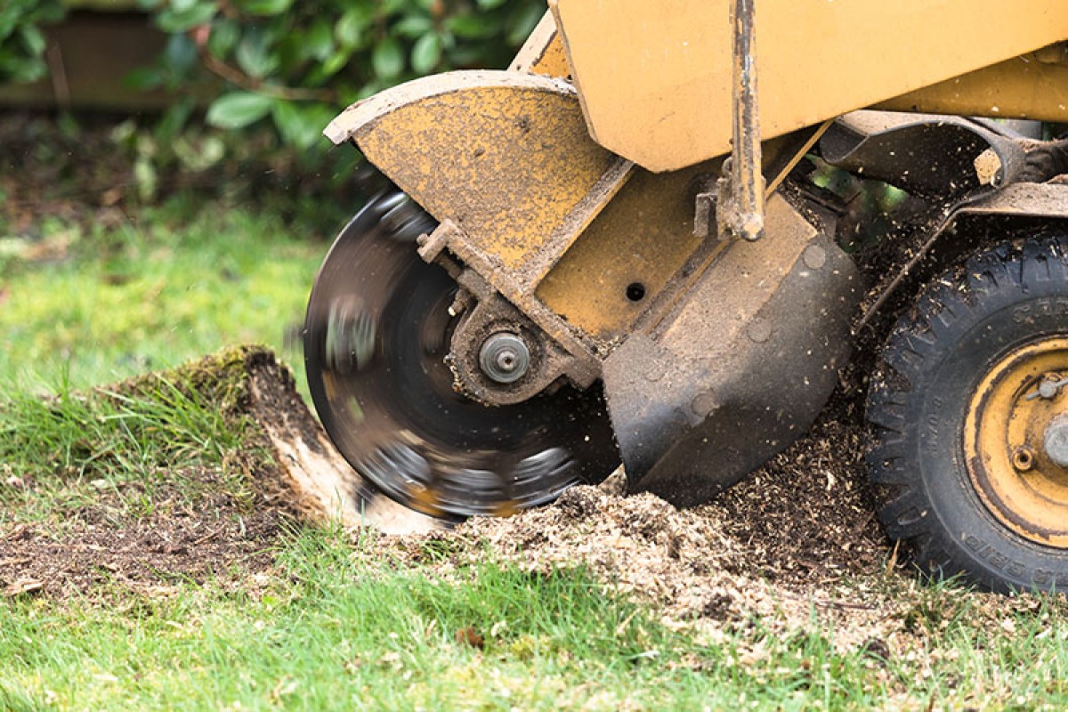 <!--StartFragment-->STUMP GRINDING & REMOVAL<!--EndFragment-->