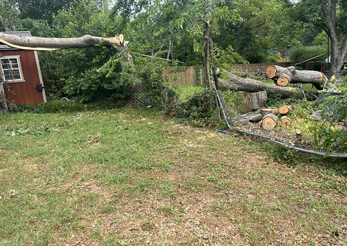 Tree on car