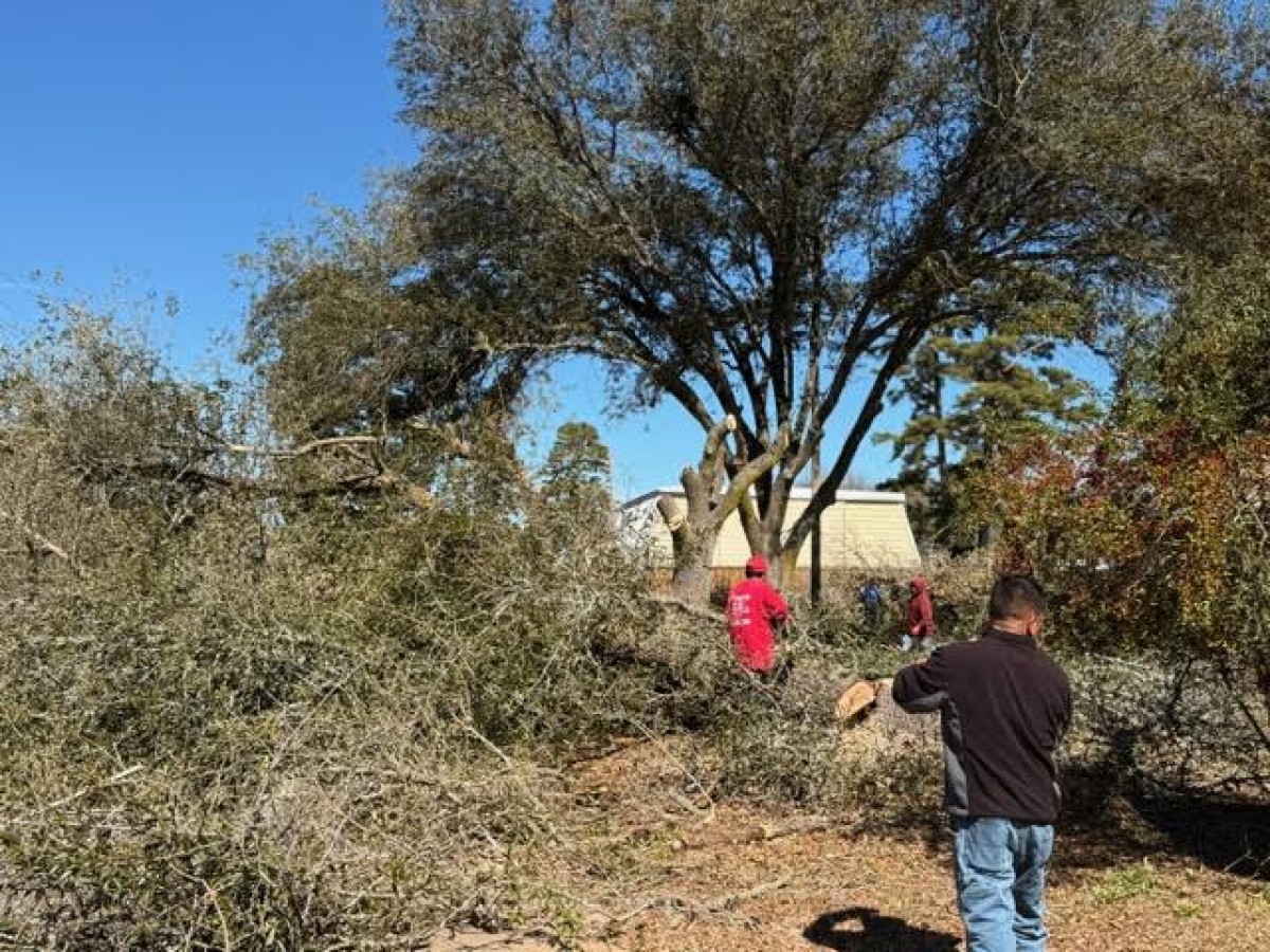 Tree Trimmer