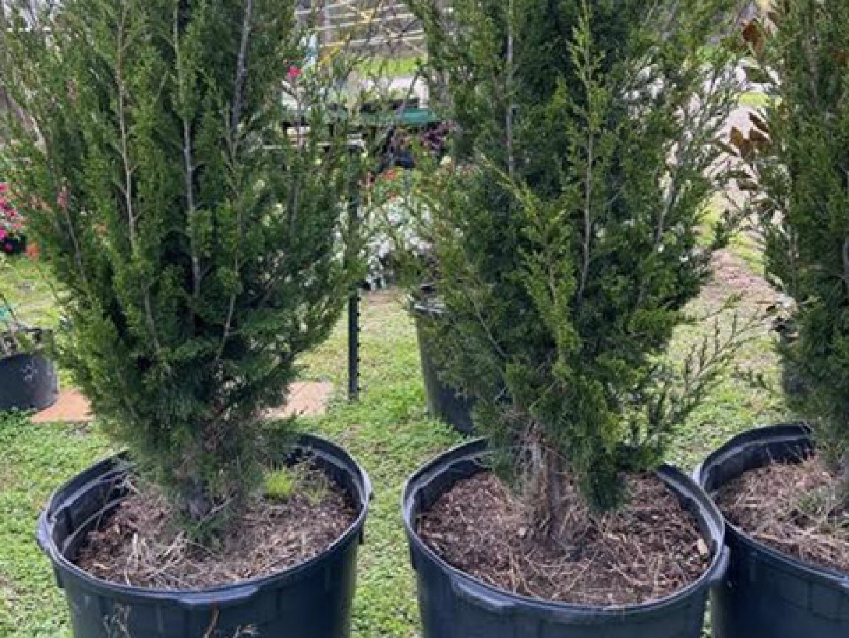 Trimming the trees